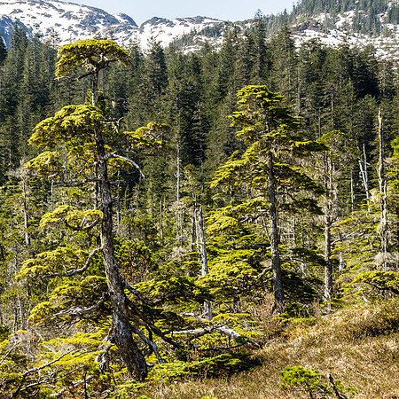 Shore pines in muskeg habitat #2