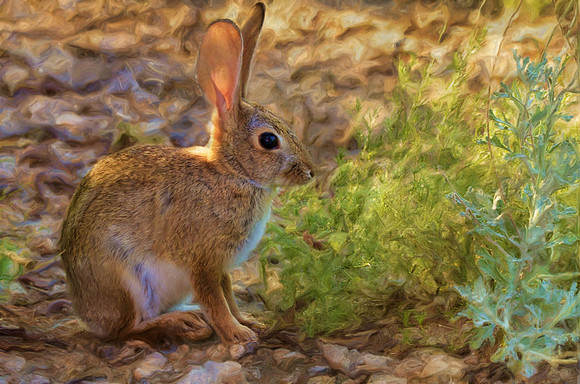 Desert cottontail