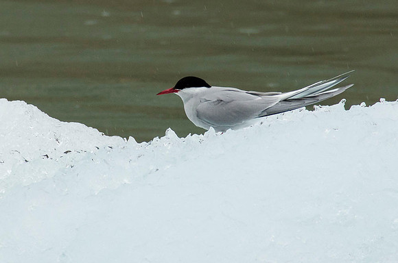 Ice-cooled arctic tern