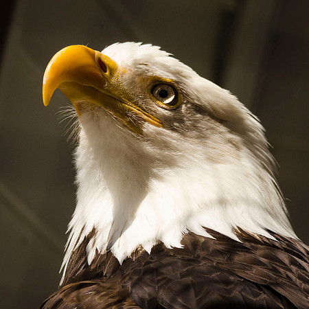 Bald eagle portrait
