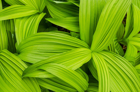 Striking understory monocot