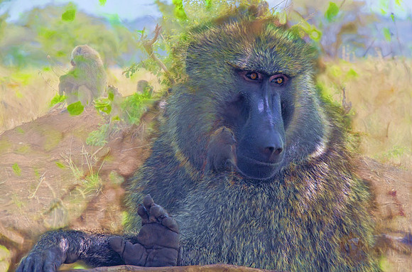 Male olive baboon