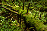Fallen log in temperate rain forest