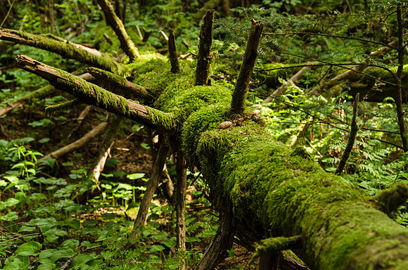 Fallen log in temperate rain forest