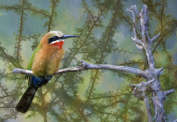 White-fronted bee-eater
