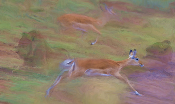 Prey and predators