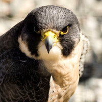Peregrine falcon portrait