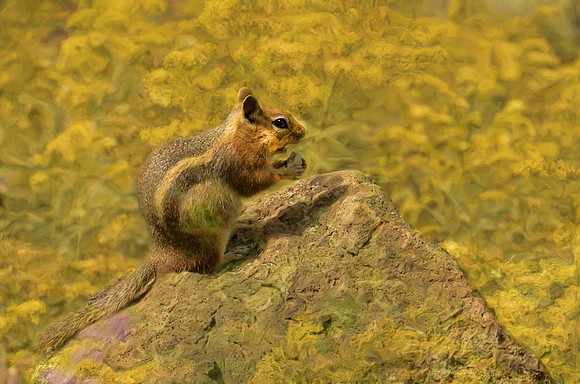 Golden mantled ground squirrel