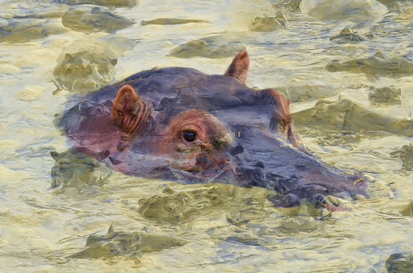 Serengeti hippo pool