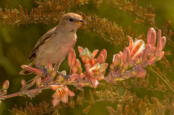Female verdin at Hesperaloe flowers