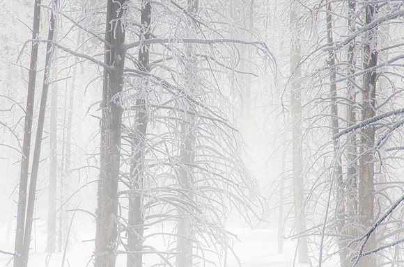 Winter wonderland #3