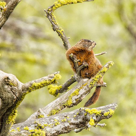 A sentinel yellow-bellied marmot