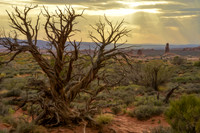 Sunset and dead juniper, Arches National Park, UT