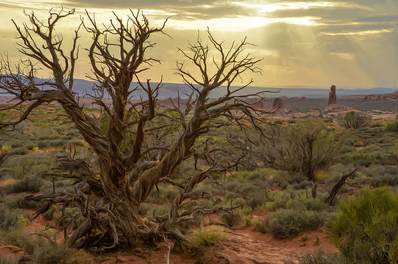 Sunset and dead juniper, Arches National Park, UT