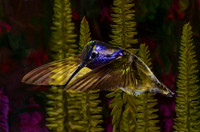 Male Costa's hummingbird