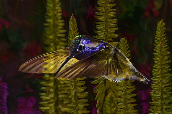 Male Costa's hummingbird