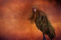 Reddish Egret #2