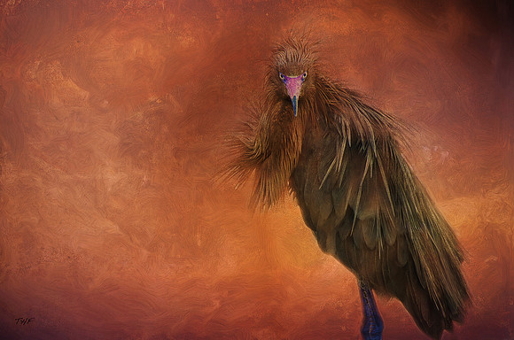 Reddish Egret #2