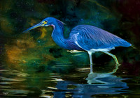 Tricolored Heron #1