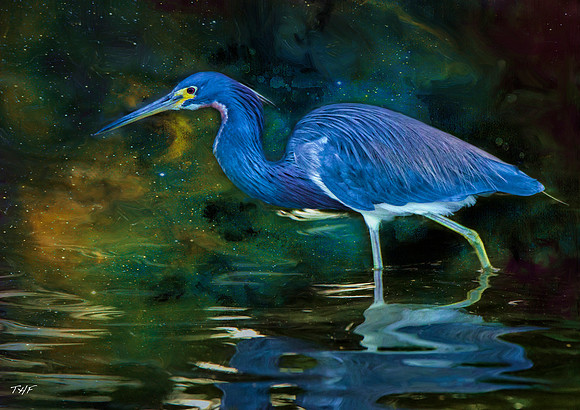 Tricolored Heron #1