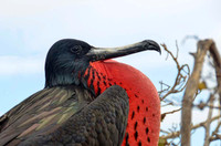 Male magnificent frigate bird