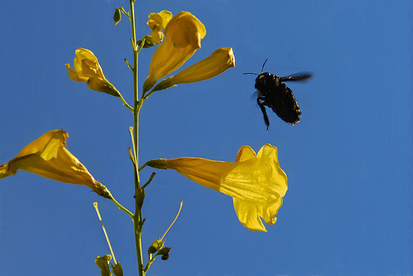 A nectar robber