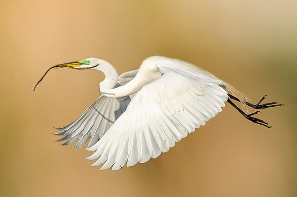 Great egret with nesting material