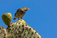 Cactus ground finch