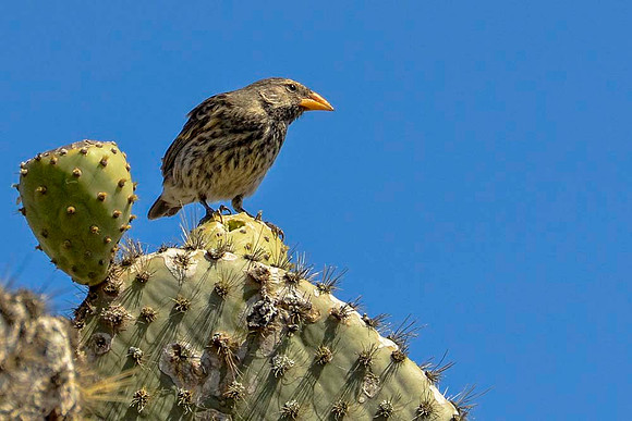 Cactus ground finch