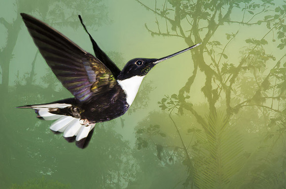 Collared inca hummingbird