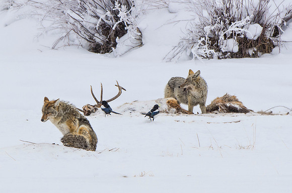 A pair of coyotes was at this kill