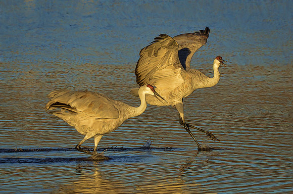 Crane dancing #2