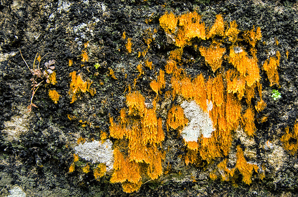 Moss on the Masked Temple