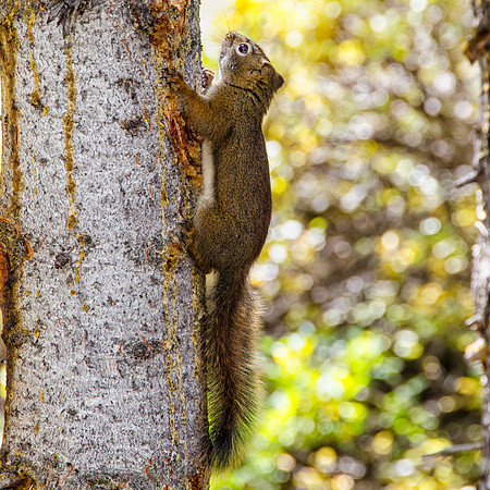 Red squirrel