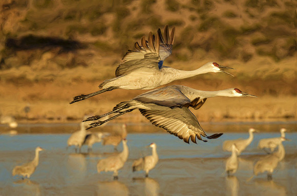 Airborne and off to the feeding grounds