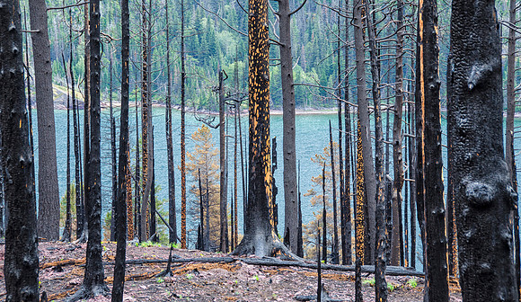 Forest fire damage near St. Mary Lake
