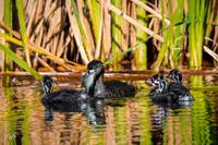 Pie-billed grebe and chicks