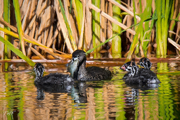 Pie-billed grebe and chicks