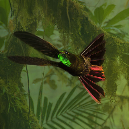 Tyrian metaltail hummingbird