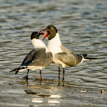 Laughing gull courtship #2