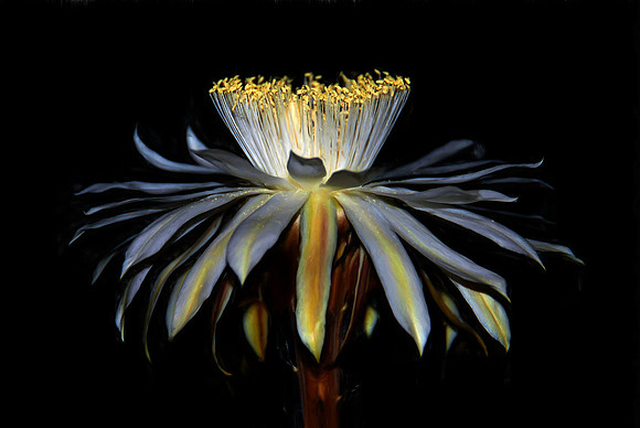 Queen of the night cactus