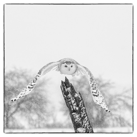 Snowy owl #9