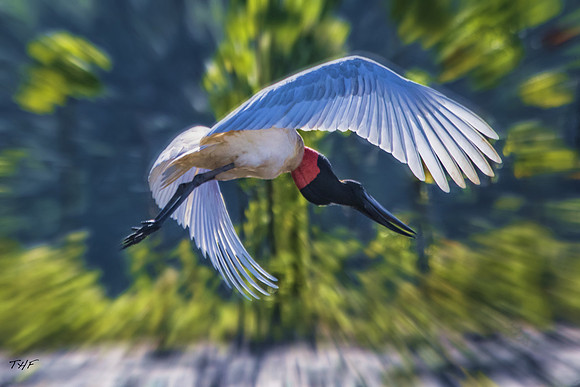 Jabiru stork