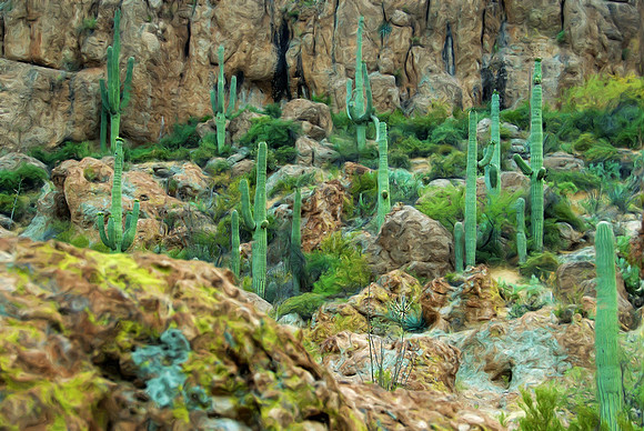 Saguaro cactus country