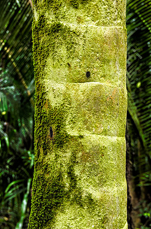 Moss-covered palm trunk