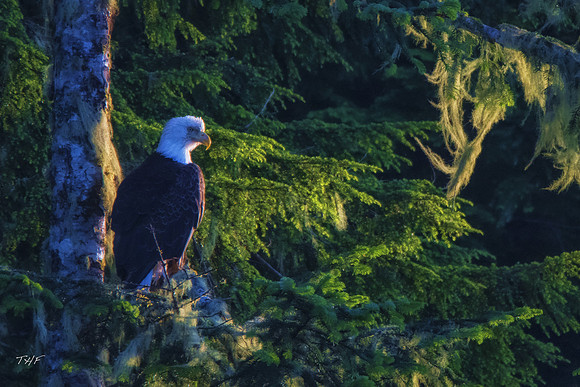 Bald eagle, Port Renfrew