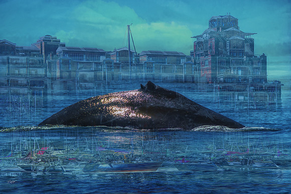 Humpback whale and Victoria BC harbor