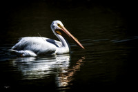 White pelican