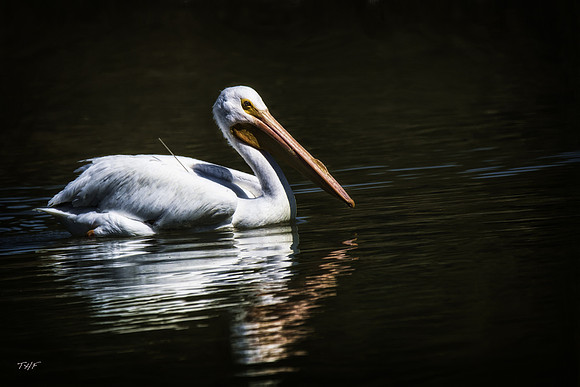 White pelican