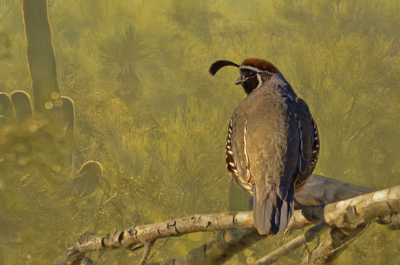 Something to crow about